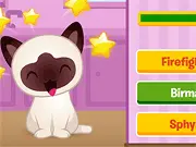 Kitty Quiz