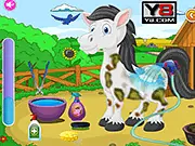 Pet Horse Care