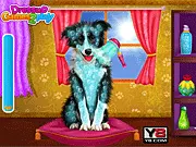 Pet Dogs Cool Makeover