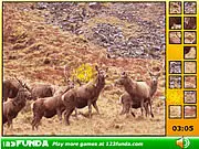 Hidden Spots Animals