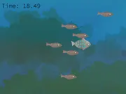 Fish Companions