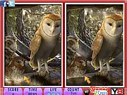 10 Differences - Legend of the Guardians