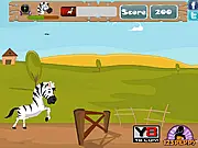 Racing Zebra