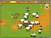 Kaban Sheep