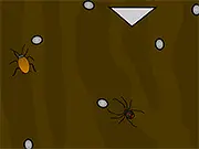 Spider Terrarium