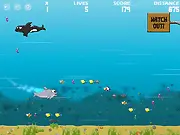 Big Fat Dolphin