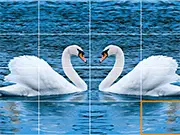 Swans Slide