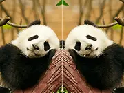 Animal Differences