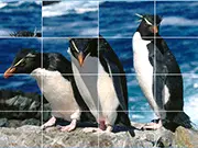 Penguins Slide