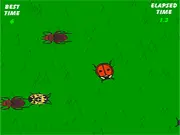 The Lady Bug