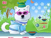 Puff The American Eskimo