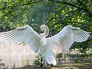 Hidden Spots: Birds