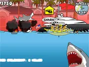 Miami Shark